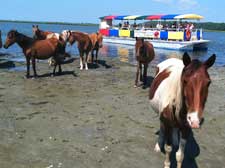 Assateague cruises