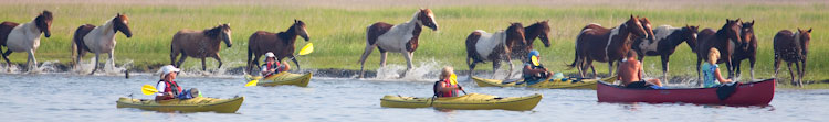 Assateague and Chincoteague Kayaking