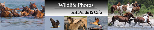Wildlife Art Prints
