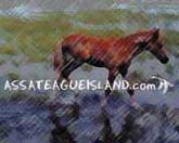 Click here for Assateague Island Home Page