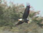bald eagles on our tours