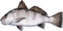 Black Drum fish