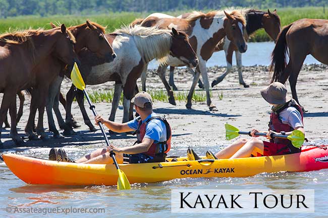 Assateague Explorer Kayak Tour