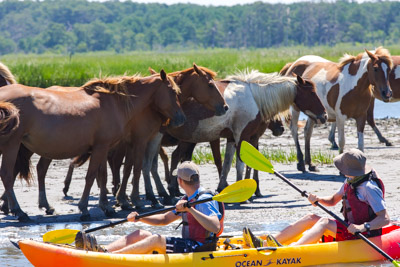 Kayak Tour along Assateague to see Wild Ponies
