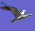 flying snow goose